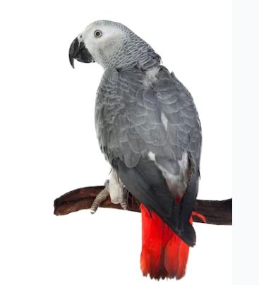 African Grey