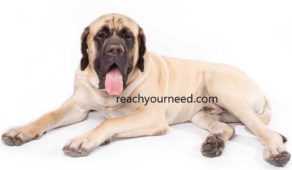 English Mastiff