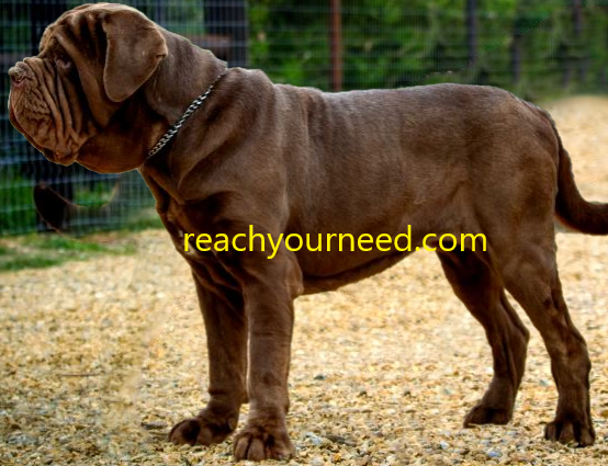 Nepolitan Mastiff