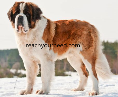 Saint Bernard