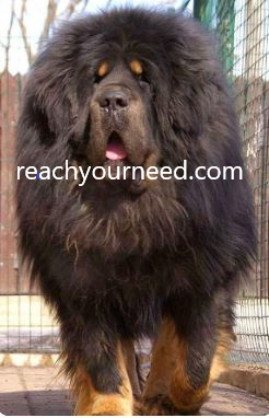 Tibetan Mastiff