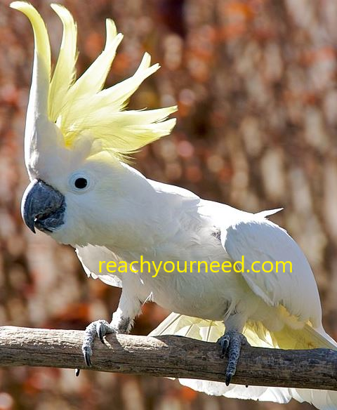 Cockatoo